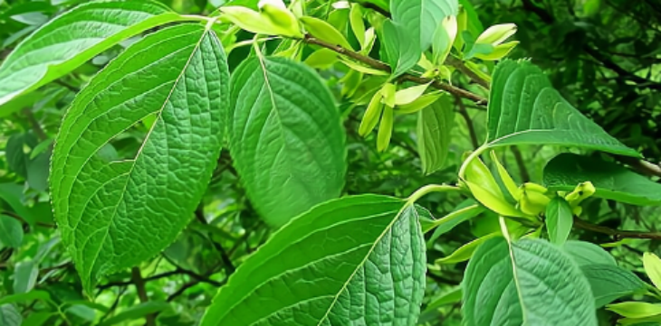 必发888(唯一)官方网站